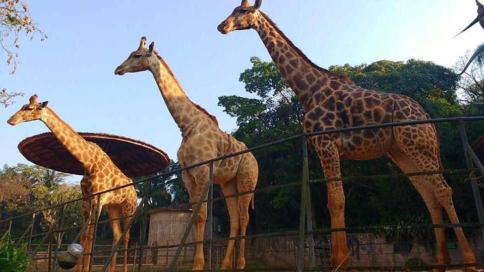 imagem do logo da girafa do zoológico de SP